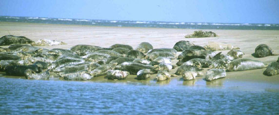 Seals